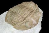 Juvenile Asaphus Latus Trilobite - Russia #89071-2